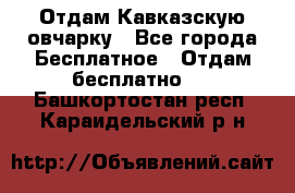 Отдам Кавказскую овчарку - Все города Бесплатное » Отдам бесплатно   . Башкортостан респ.,Караидельский р-н